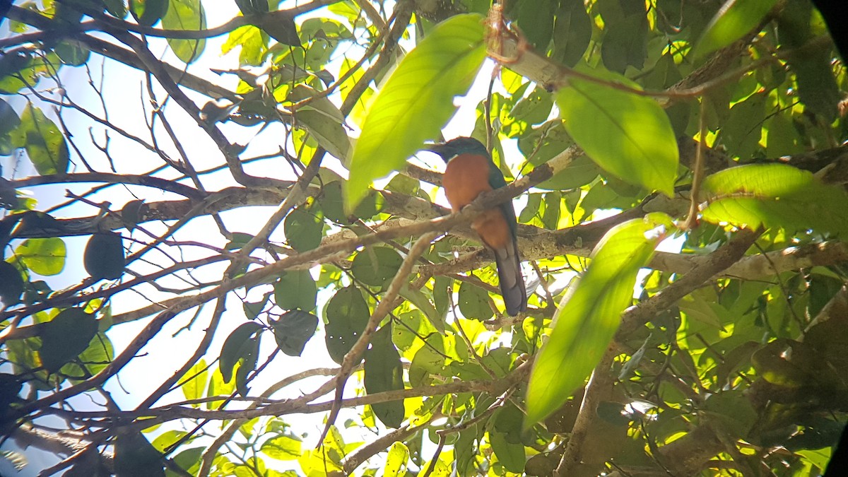 Great Jacamar - ML641428433