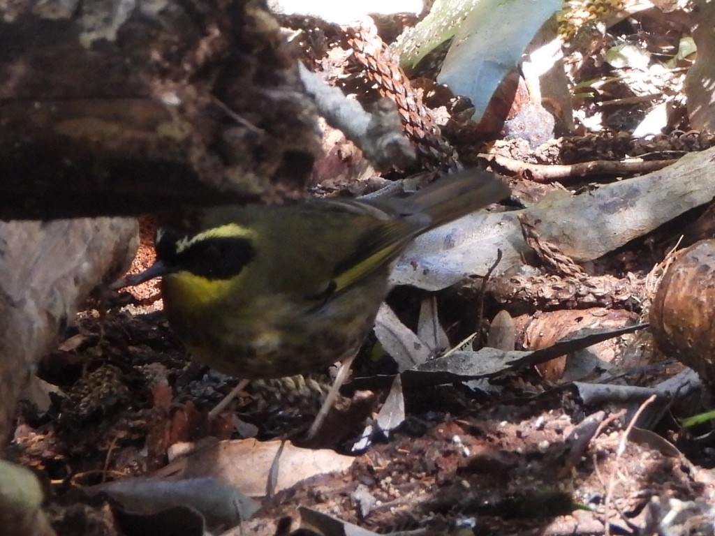 キノドヤブムシクイ - ML641428437