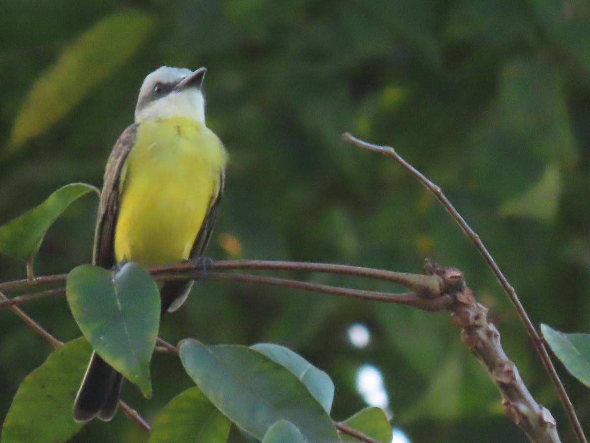 White-throated Kingbird - ML641428502
