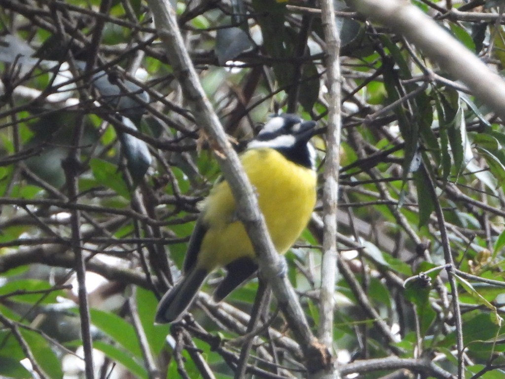 Eastern Shrike-tit - ML641428510