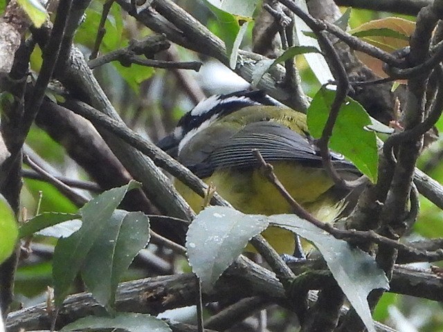 Eastern Shrike-tit - ML641428511