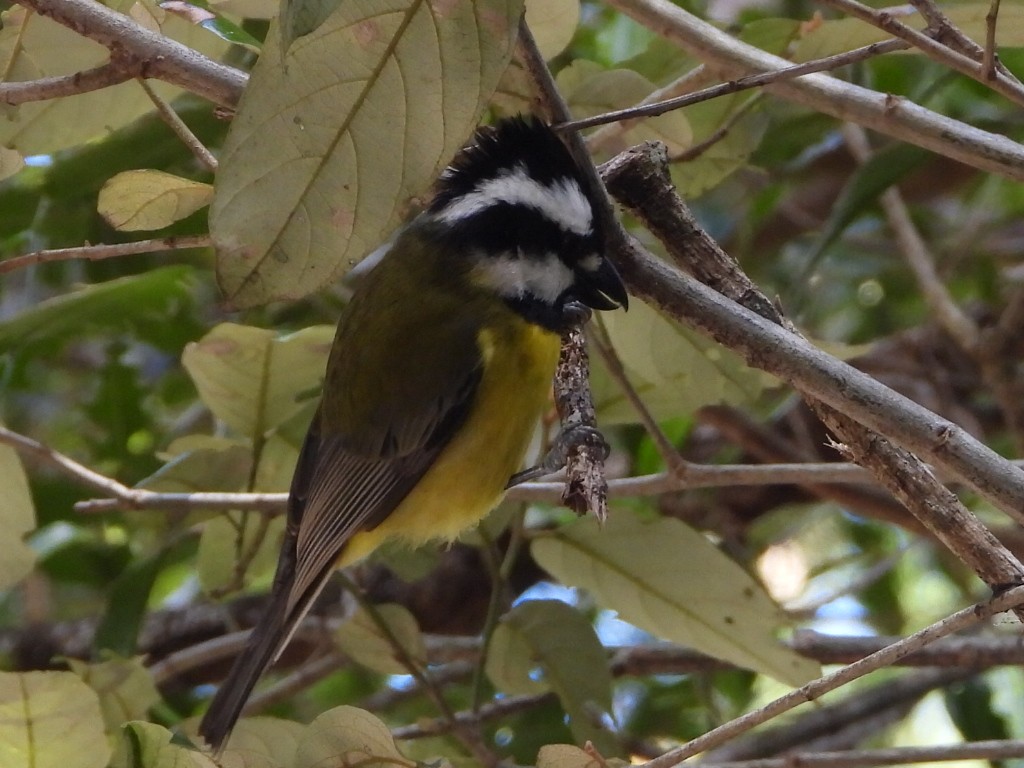Eastern Shrike-tit - ML641428512