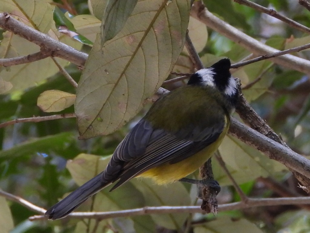 Eastern Shrike-tit - ML641428513