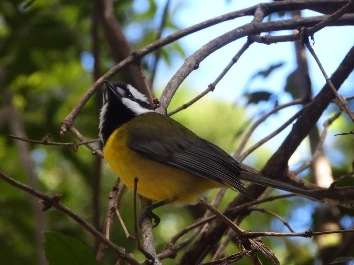 Eastern Shrike-tit - ML641428514