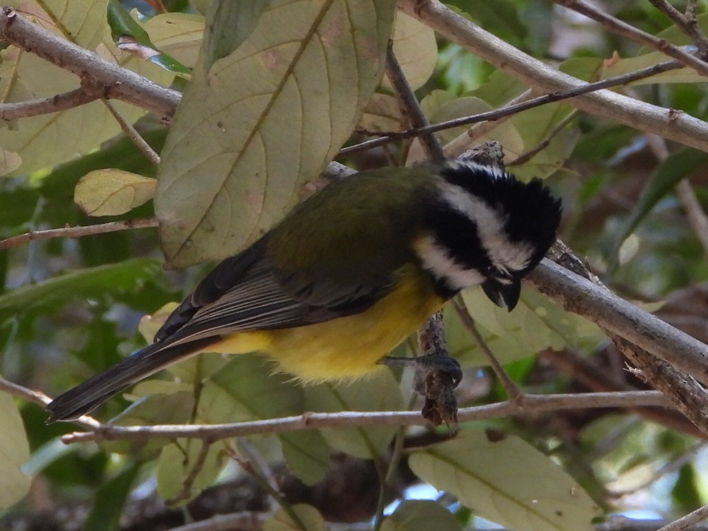 Eastern Shrike-tit - ML641428515