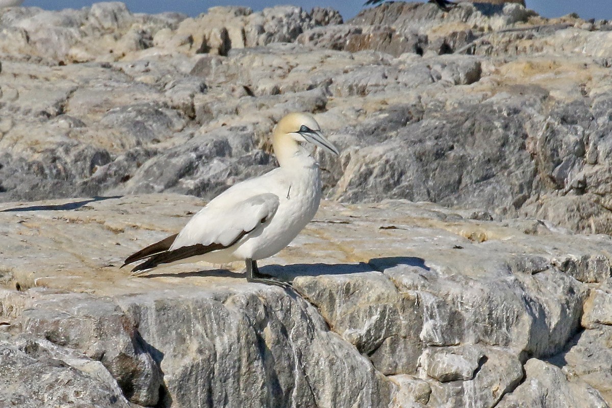 Northern Gannet - ML641428529