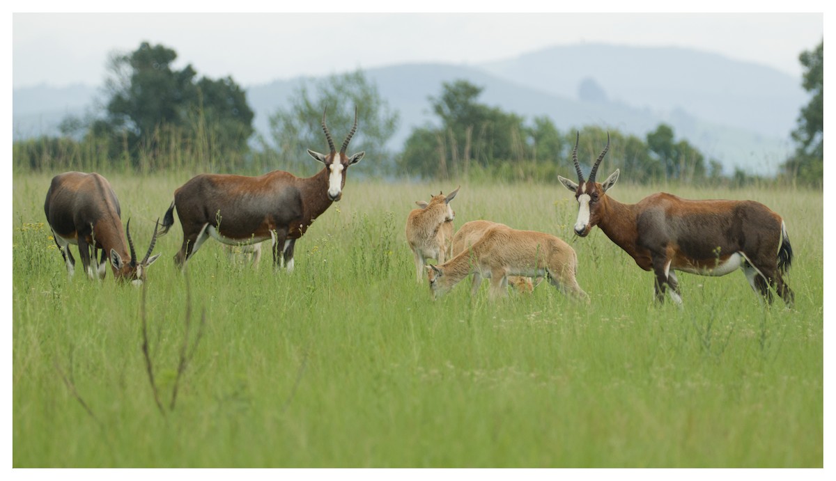 Blesbok - ML641428530