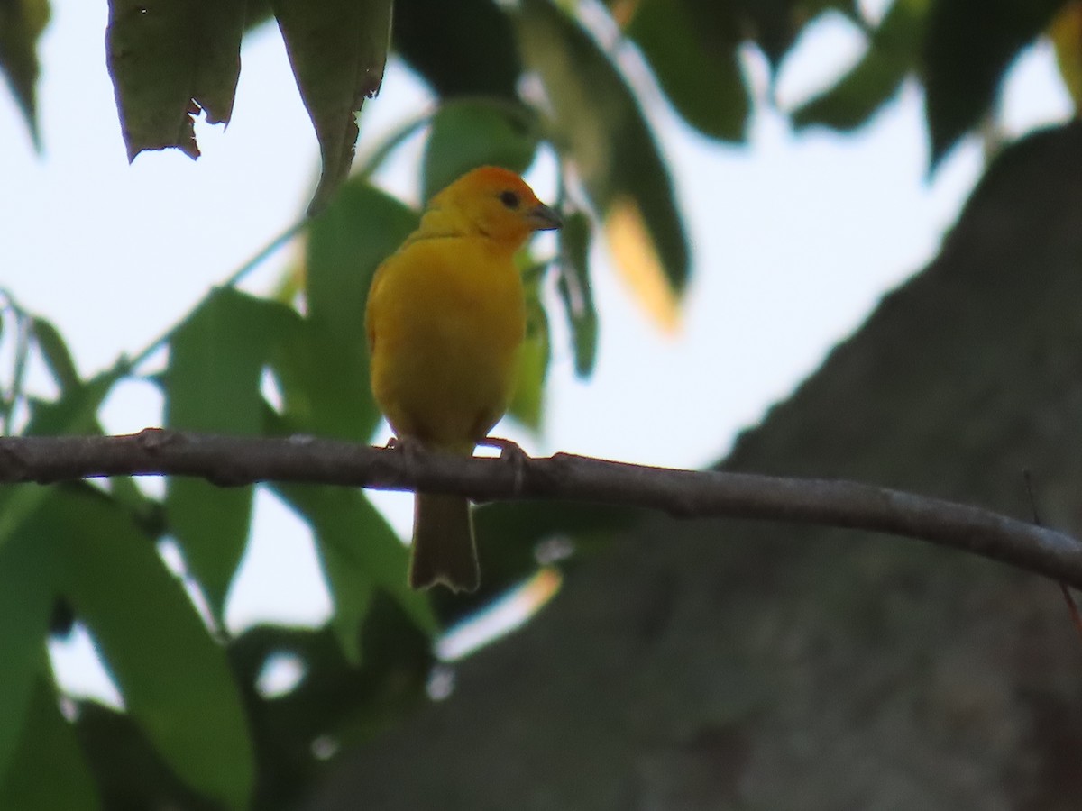 Orange-fronted Yellow-Finch - ML641428543