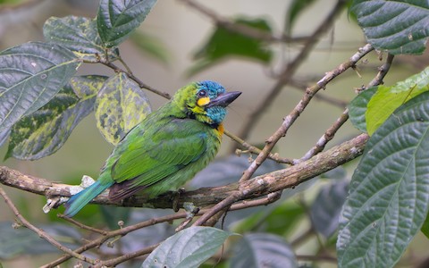 Photos - Yellow-eared Barbet - Psilopogon australis - Birds of the