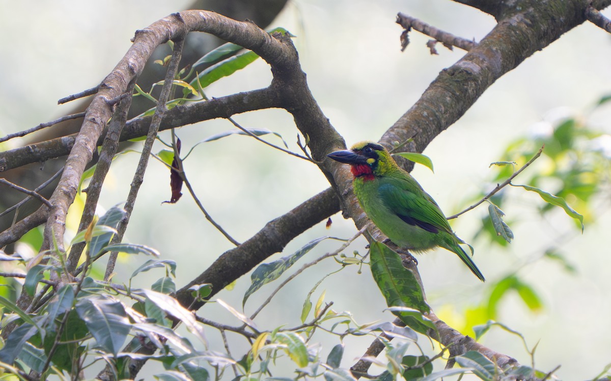 Black-banded Barbet - ML641428557