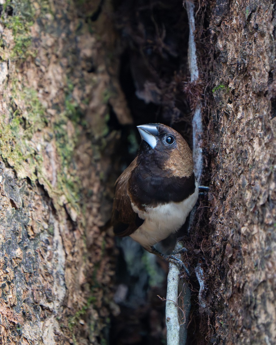 Javan Munia - ML641428561
