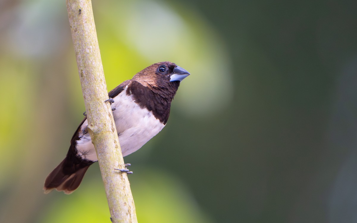Javan Munia - ML641428562