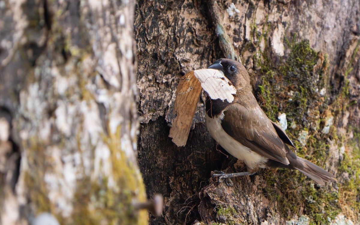 Javan Munia - ML641428563