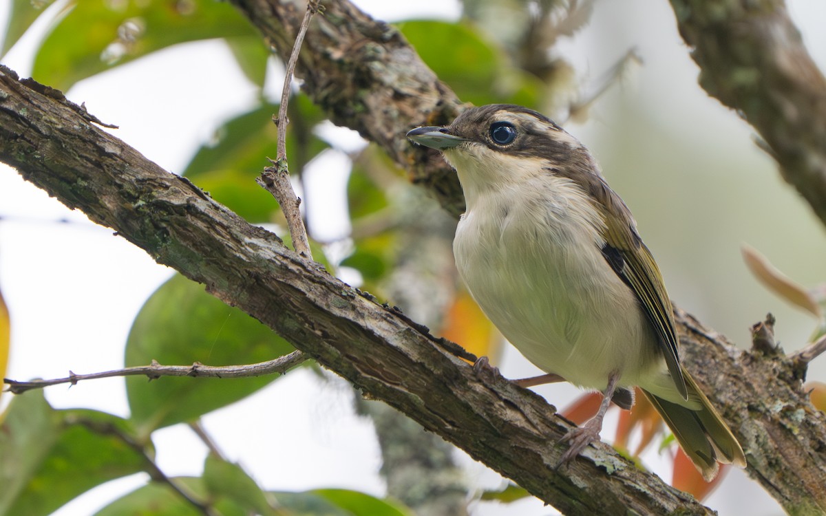 Vireo Alcaudón Pío - ML641428588