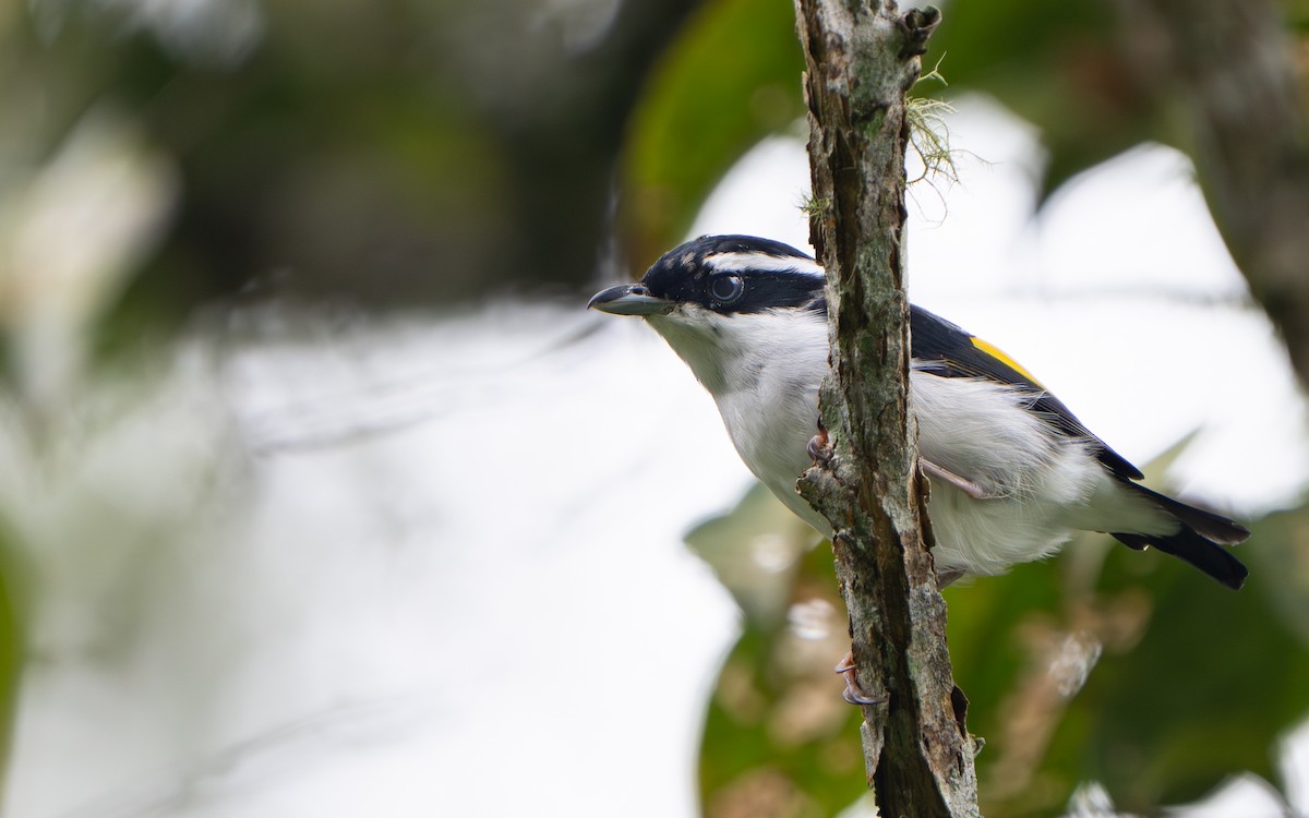 Vireo Alcaudón Pío - ML641428589