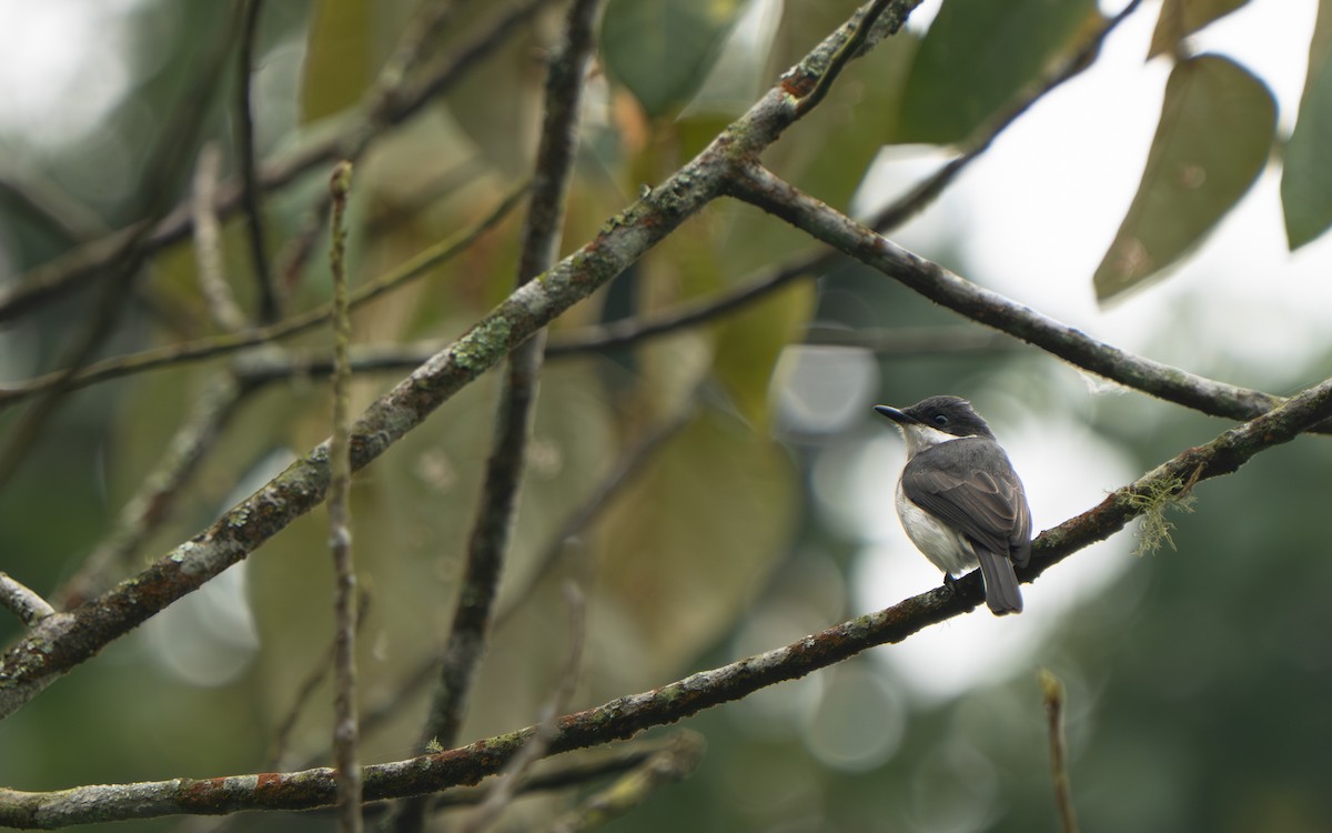 Black-winged Flycatcher-shrike - ML641428590