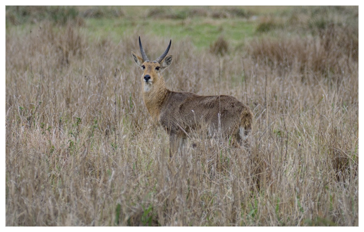 Southern Reedbuck - ML641428592