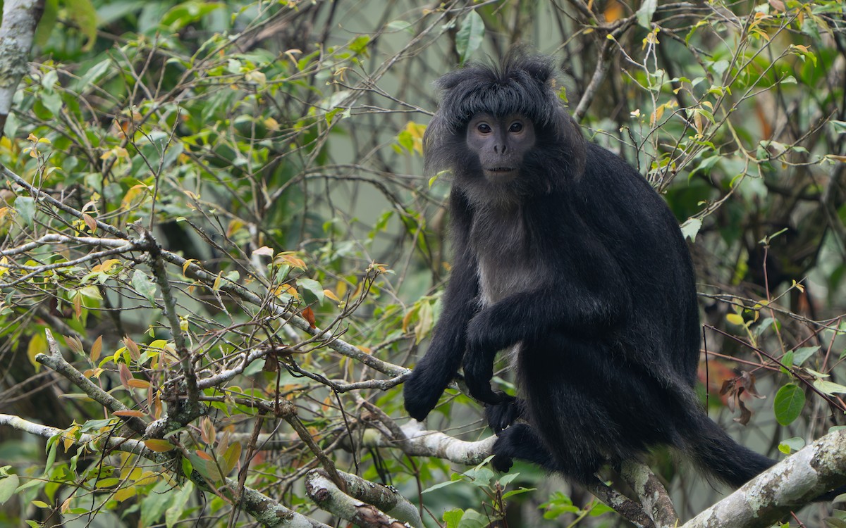 Mammals - ML641428595