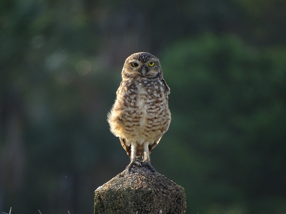 Kaninchenkauz - ML641428596