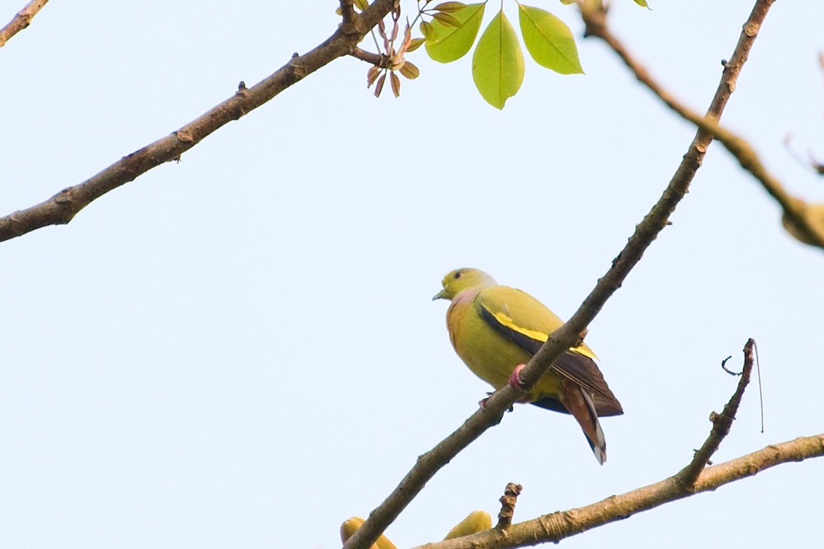 橙胸綠鳩 - ML641428610