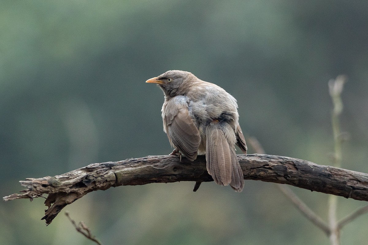 Jungle Babbler - ML641428614