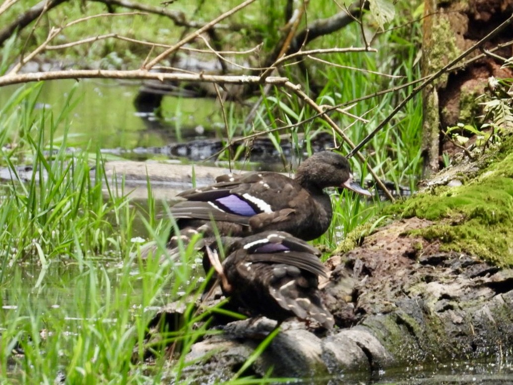 African Black Duck - ML641428637