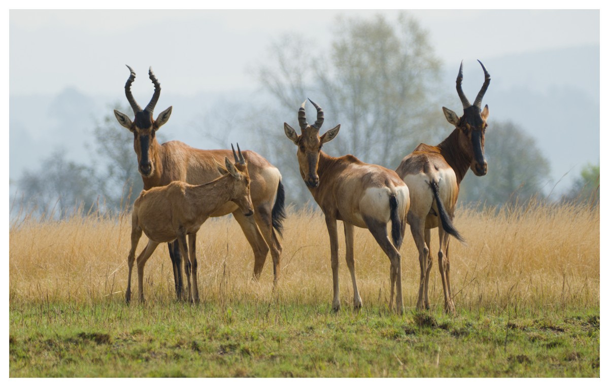 Red Hartebeest - ML641428683