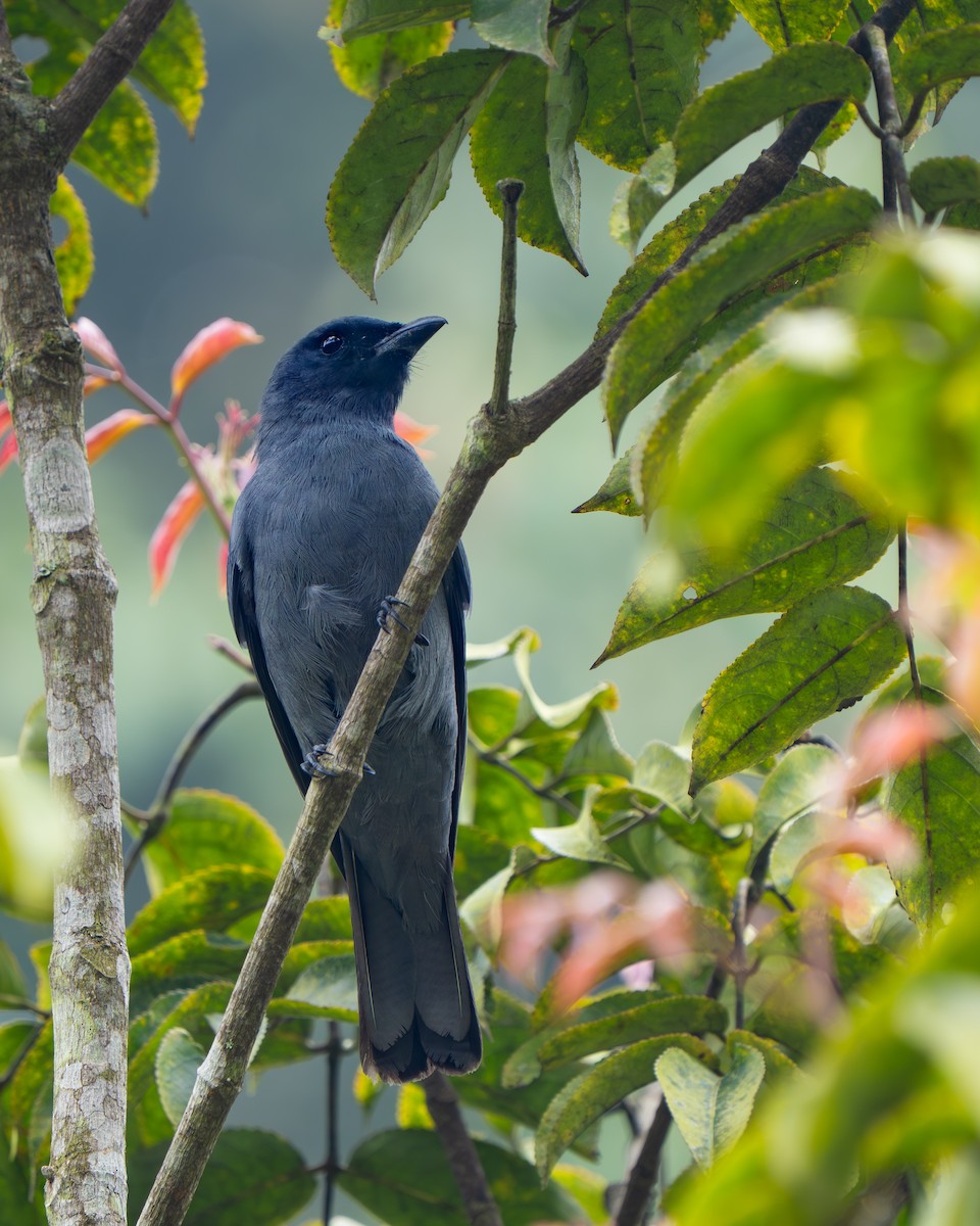 Sunda Cuckooshrike - ML641428687