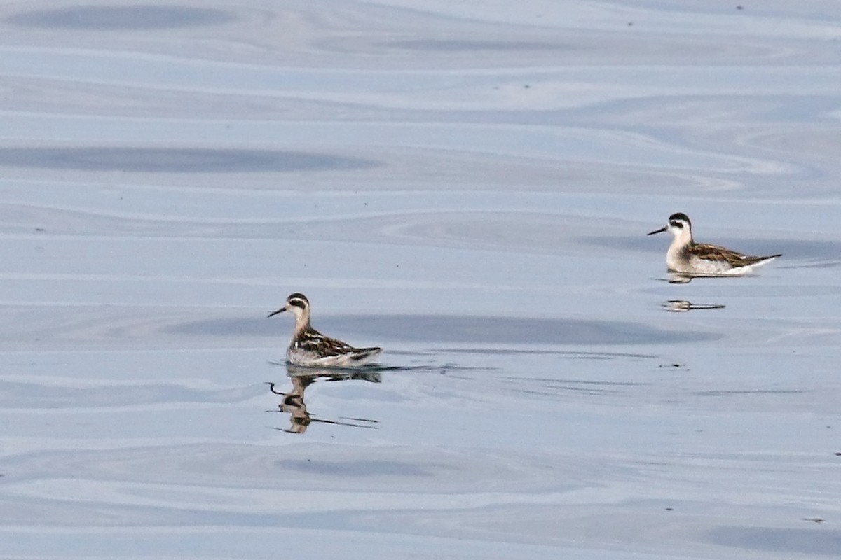 Red-necked Phalarope - ML641428694