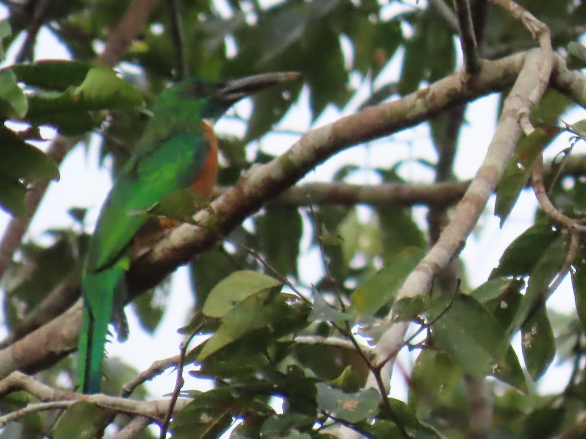 Great Jacamar - ML641428711