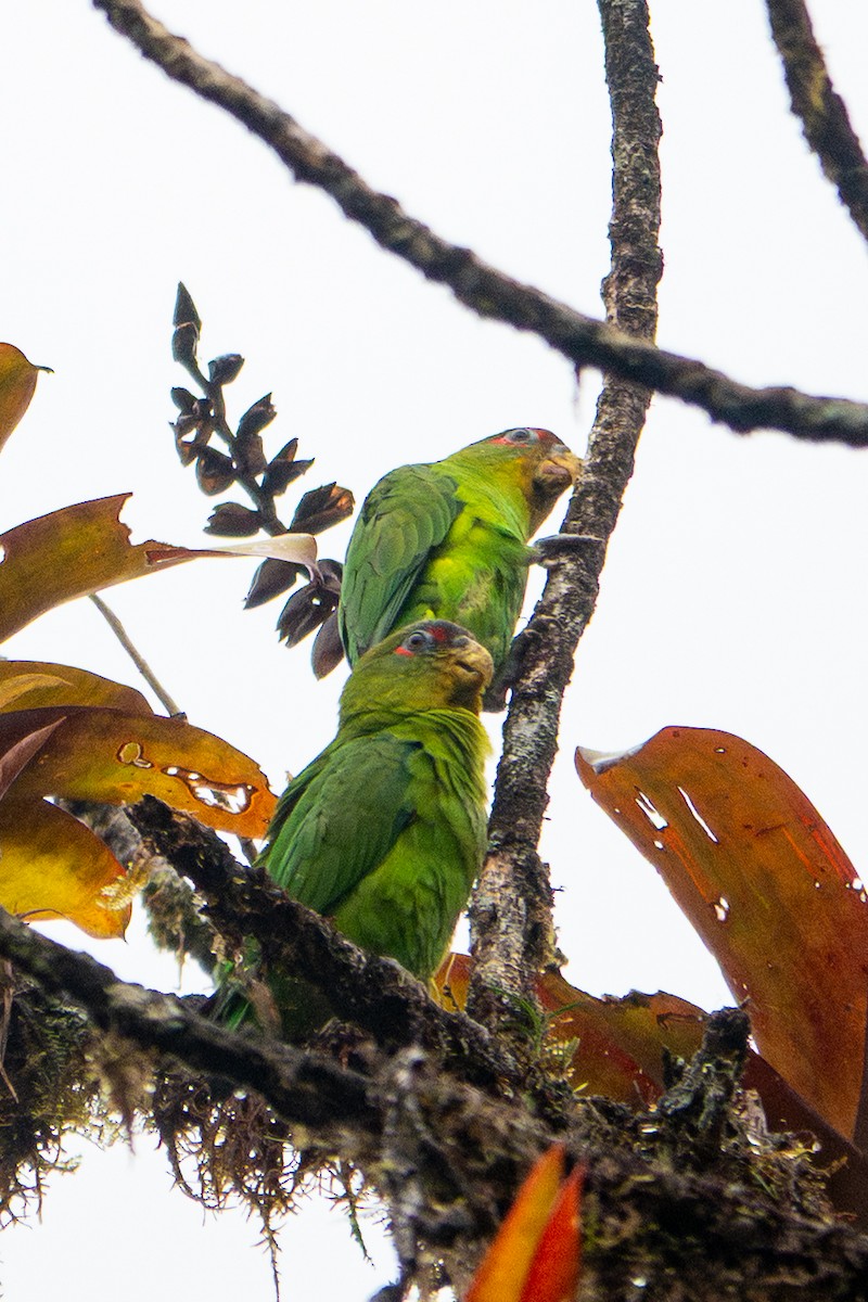 Blue-fronted Parrotlet - ML641428713
