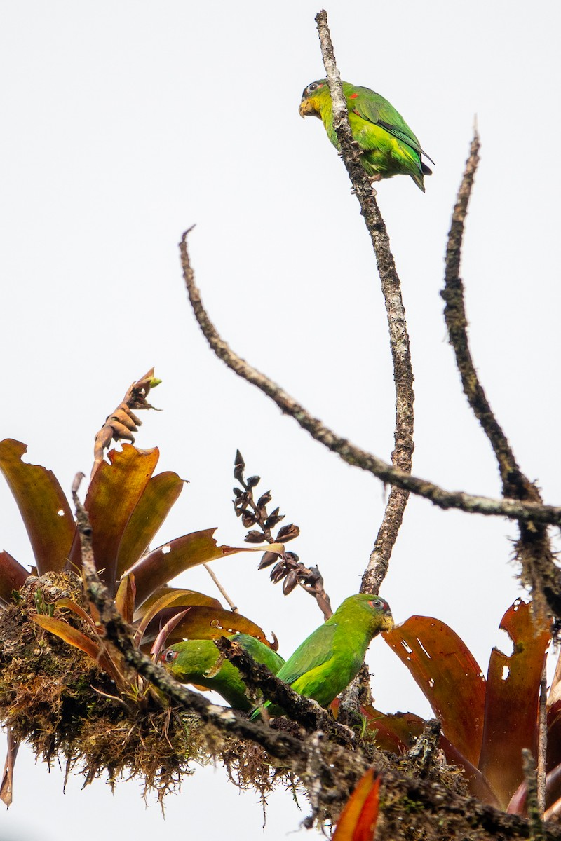 Blue-fronted Parrotlet - ML641428714