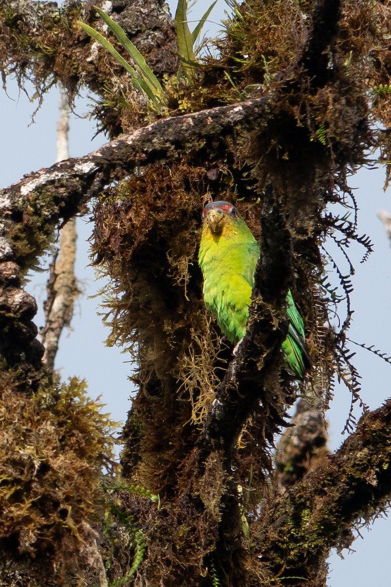 Blue-fronted Parrotlet - ML641428715