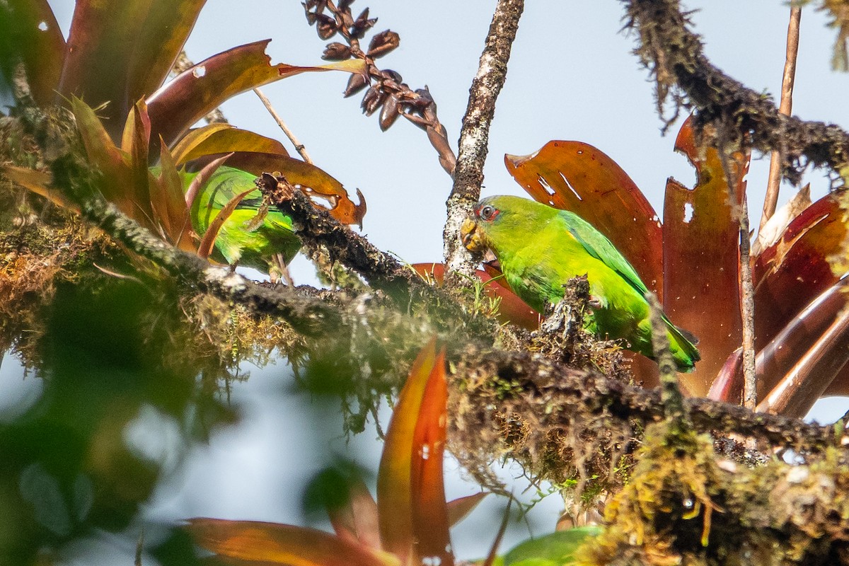 Blue-fronted Parrotlet - ML641428716