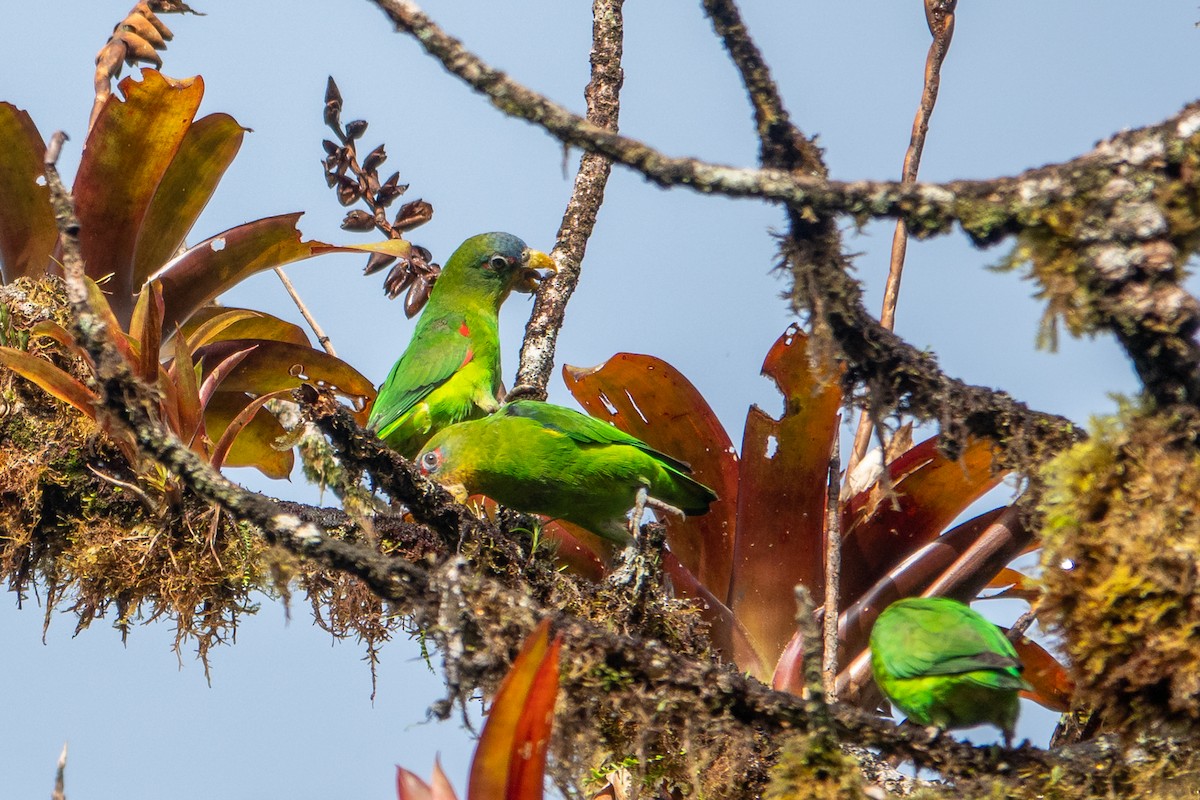 Blue-fronted Parrotlet - ML641428717