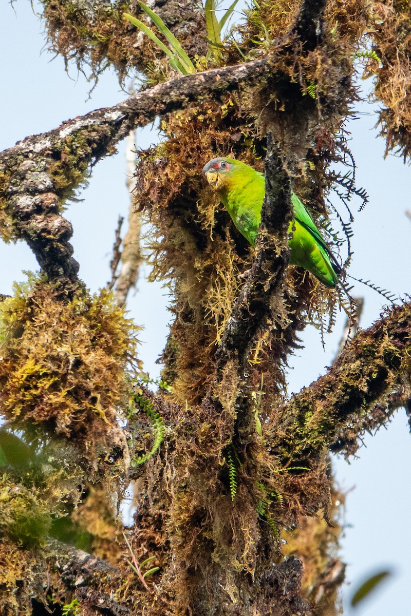 Blue-fronted Parrotlet - ML641428718