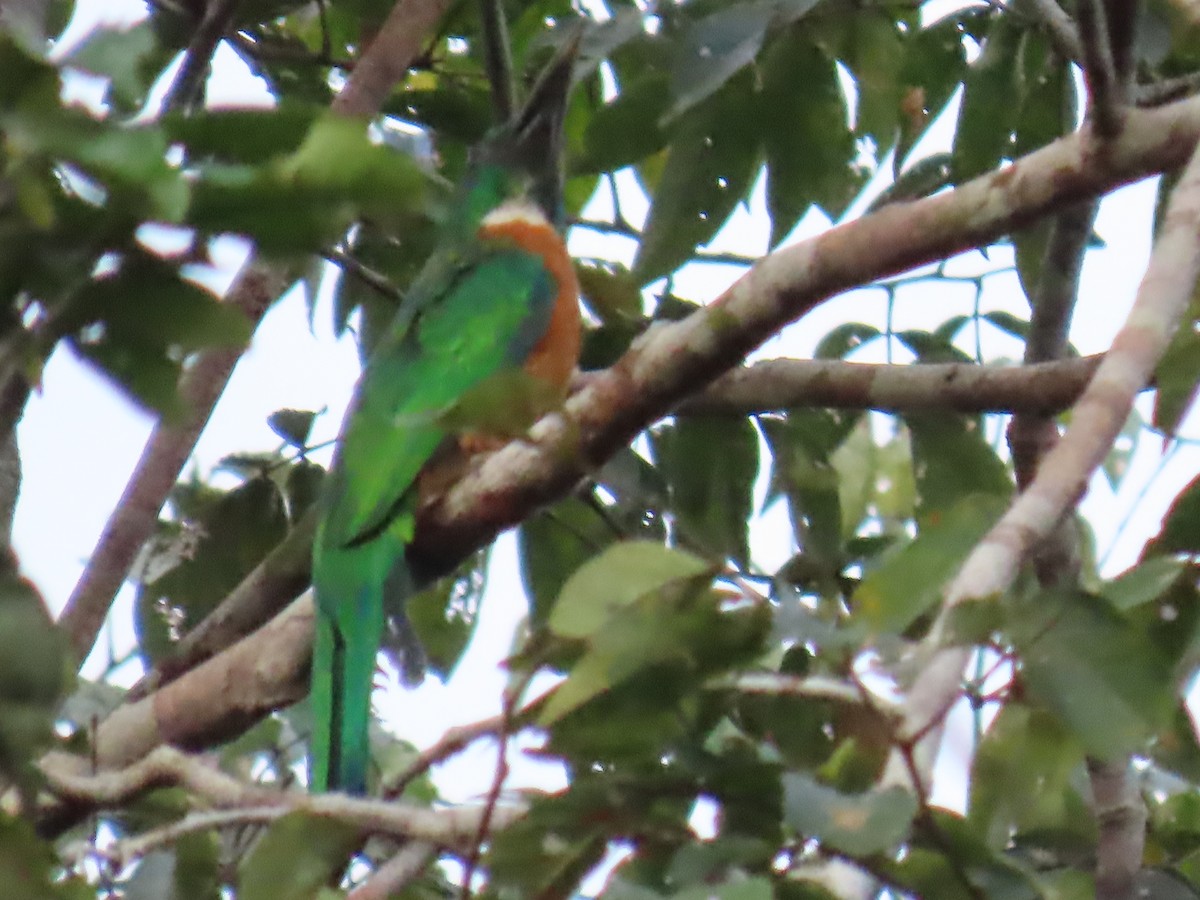 Great Jacamar - ML641428720