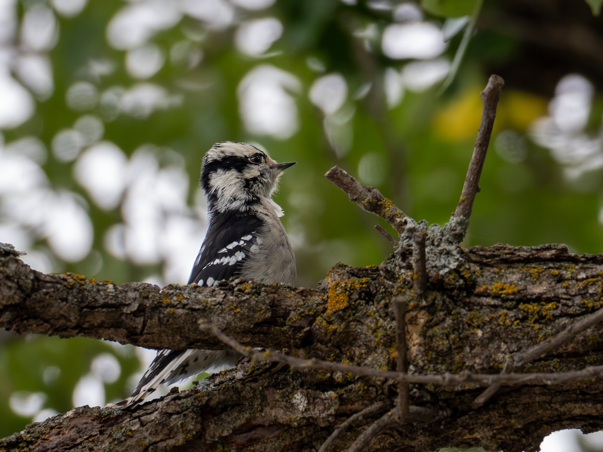 Downy Woodpecker - ML641428734