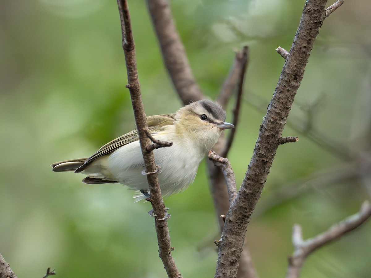 Red-eyed Vireo - ML641428740