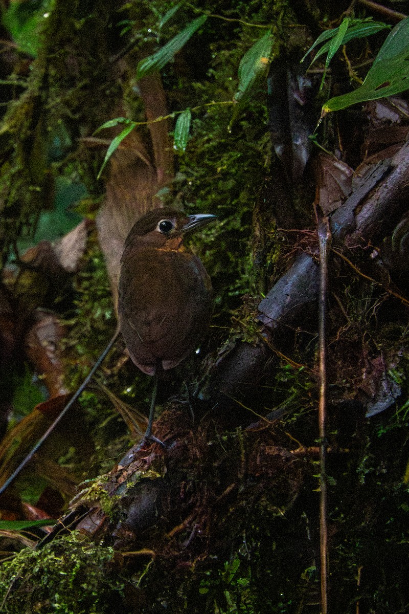Plain-backed Antpitta - ML641428745