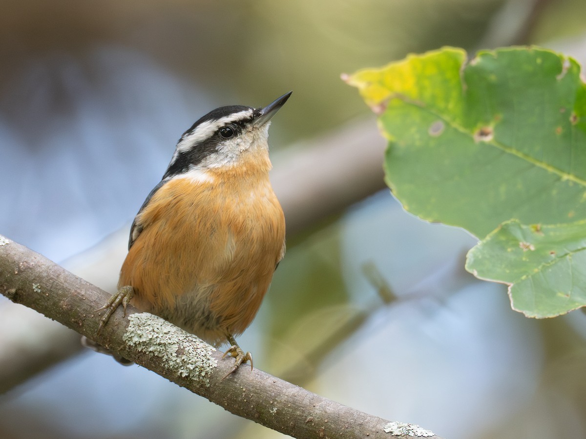 Red-breasted Nuthatch - ML641428753