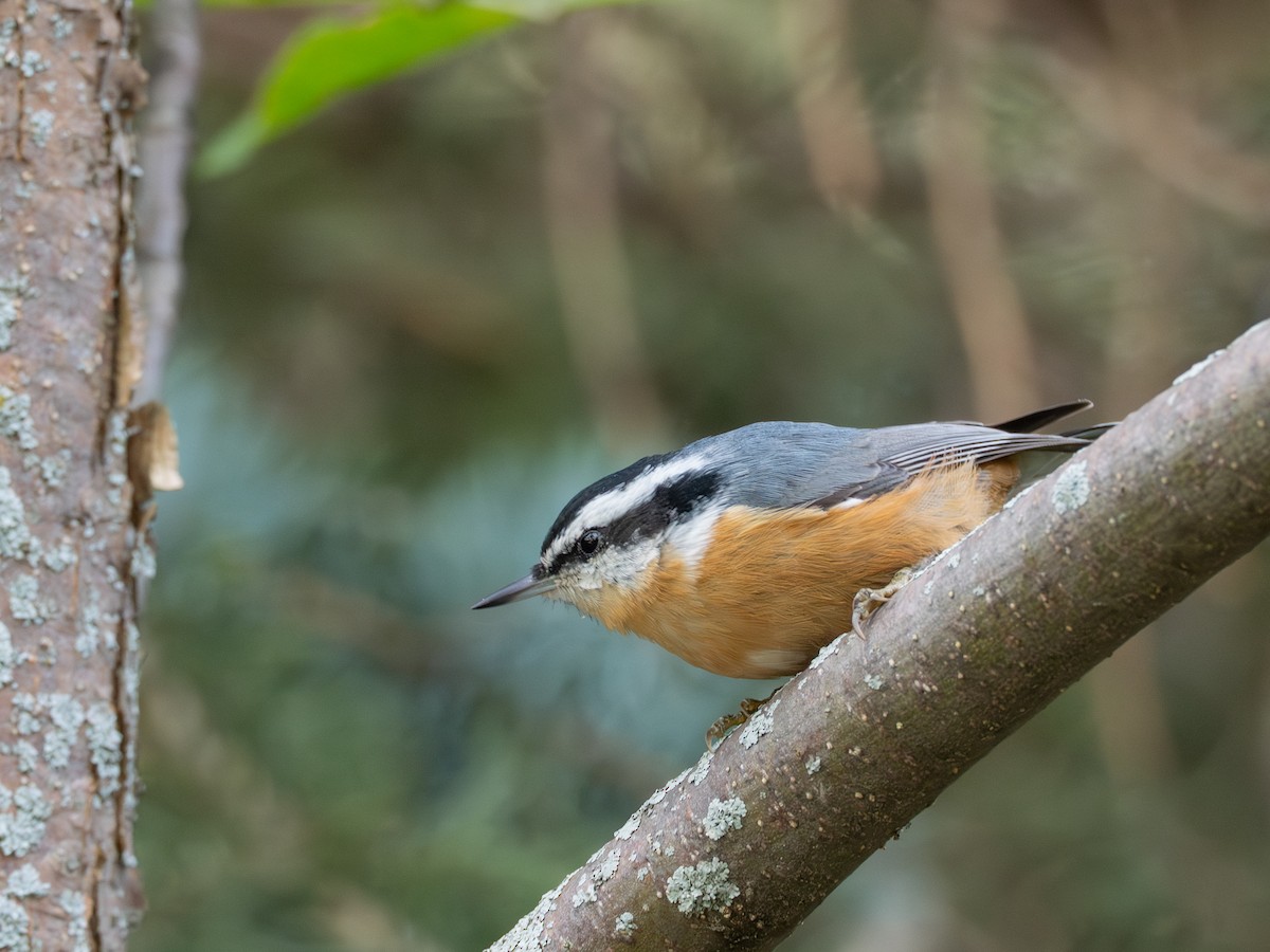 Red-breasted Nuthatch - ML641428758