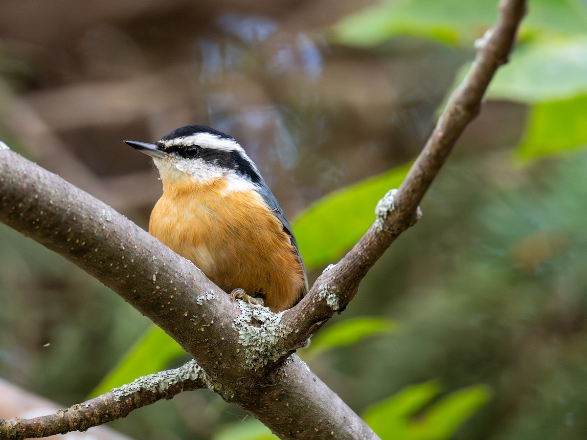 Red-breasted Nuthatch - ML641428759