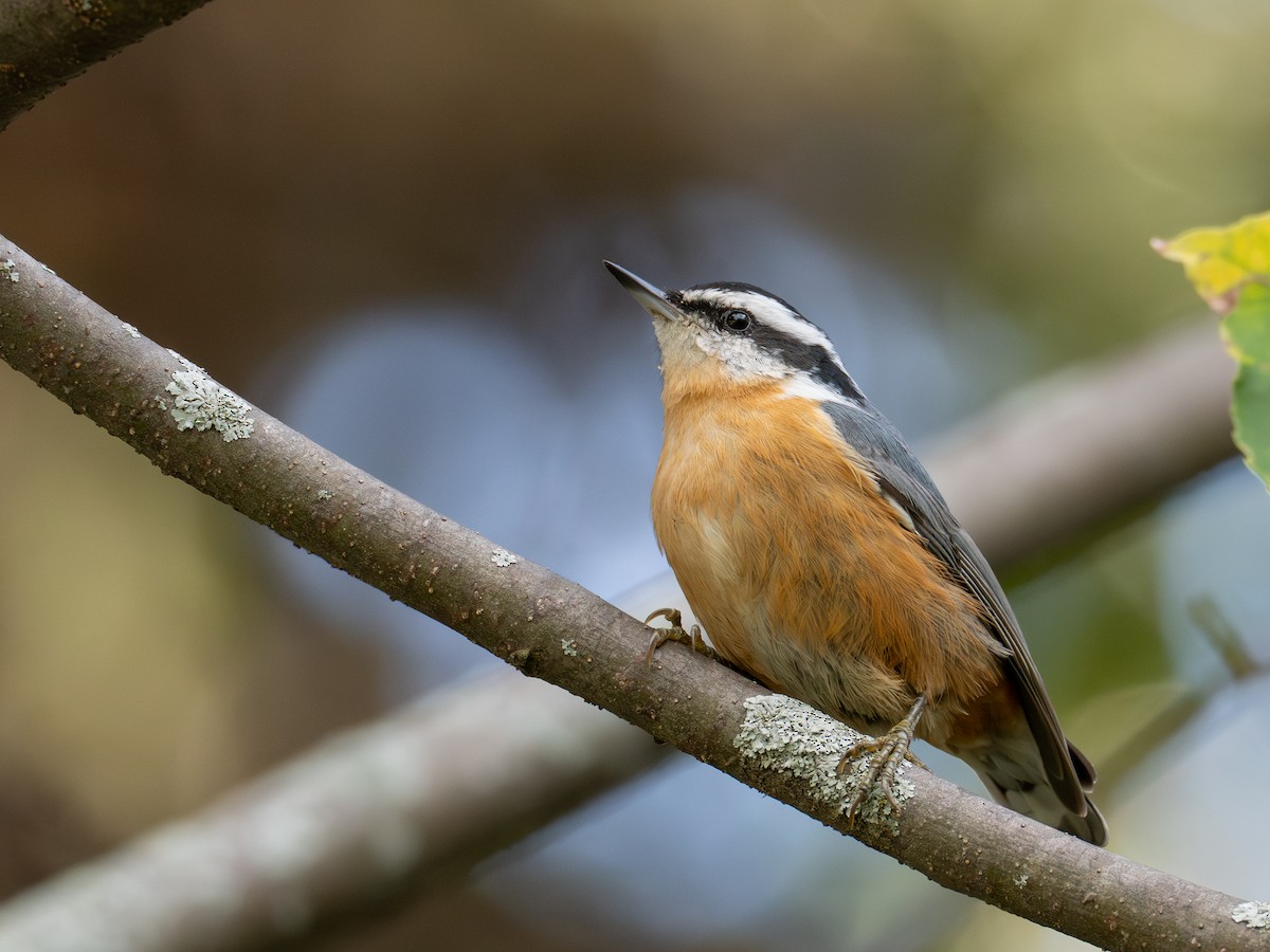 Red-breasted Nuthatch - ML641428760