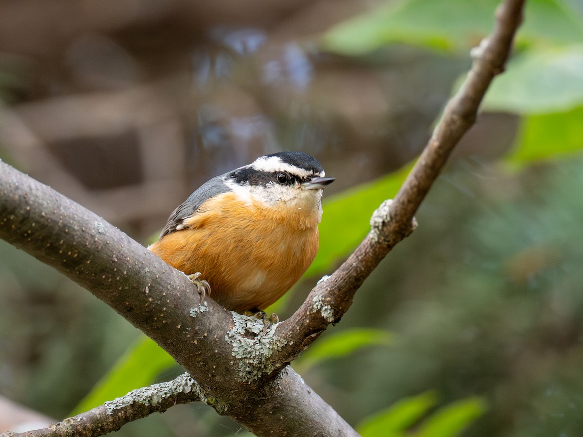 Red-breasted Nuthatch - ML641428761