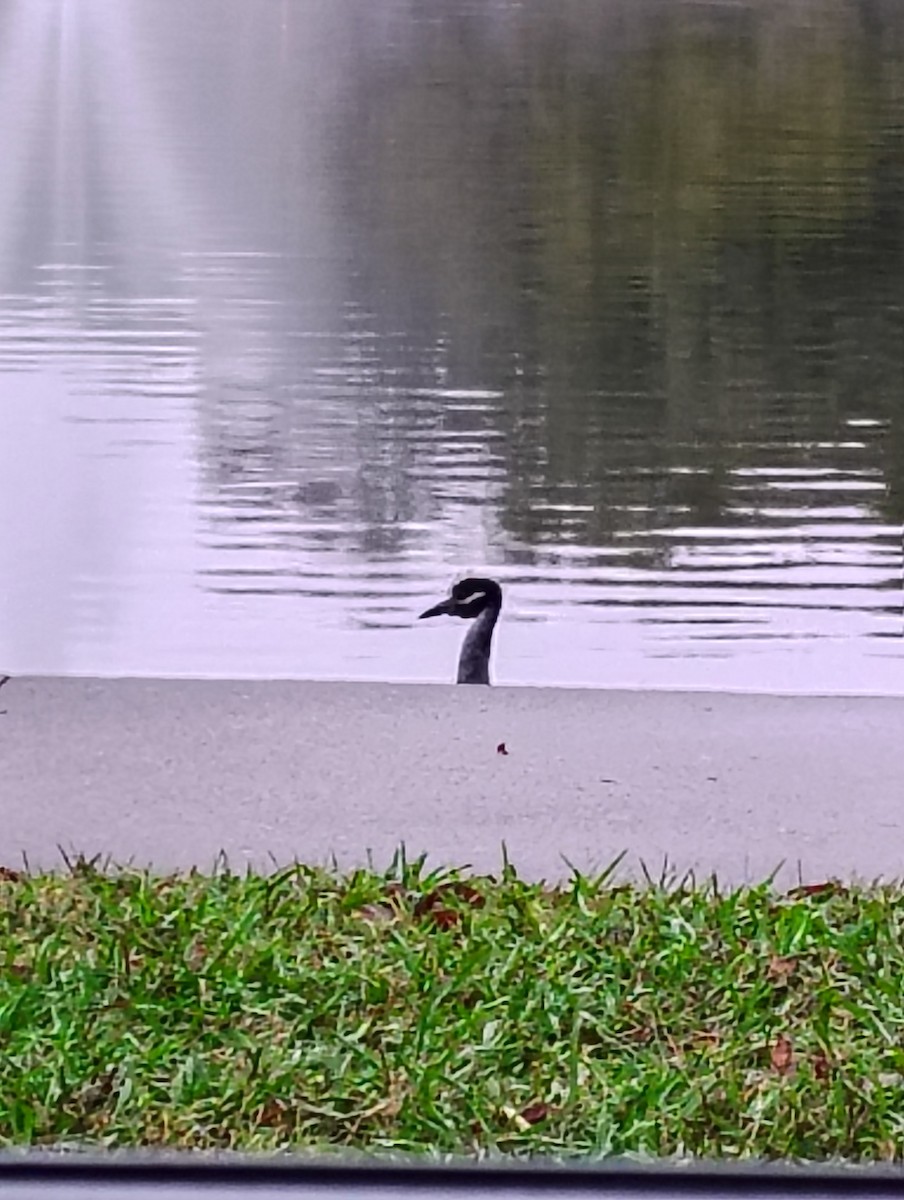 Yellow-crowned Night Heron - ML641428766
