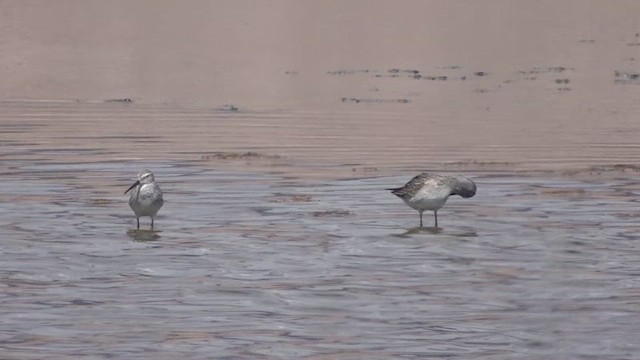 Stilt Sandpiper - ML641428771