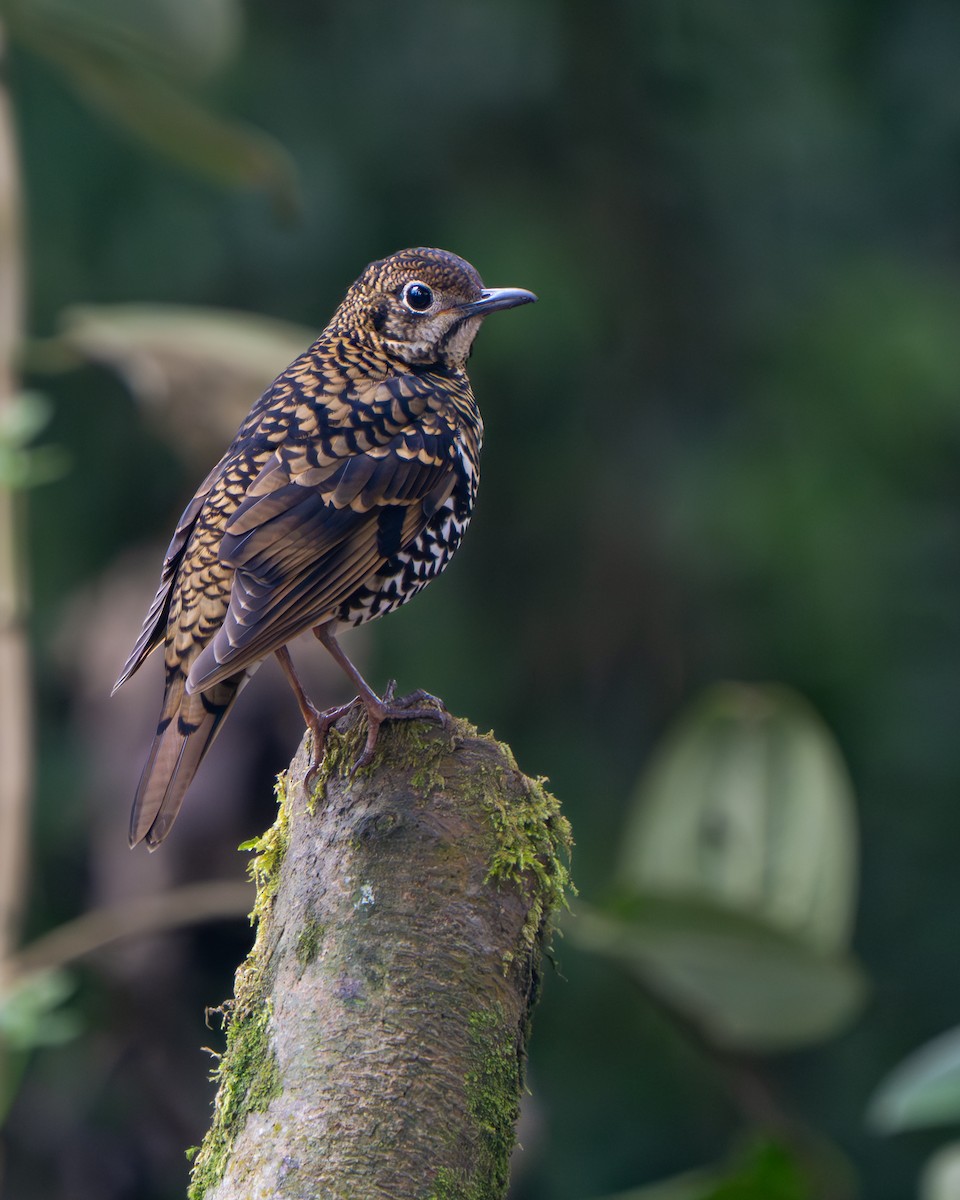 Scaly Thrush - ML641428776