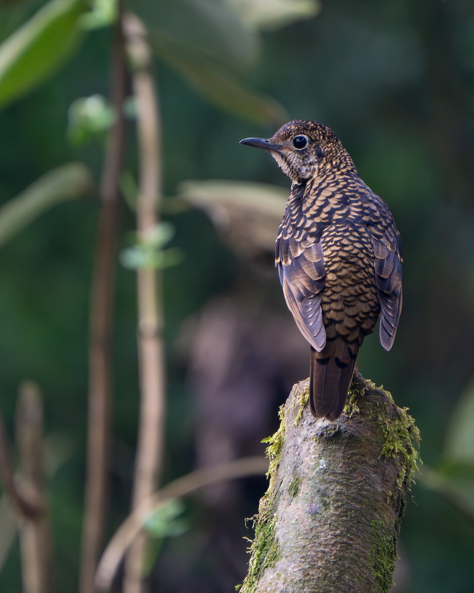 Scaly Thrush - ML641428777