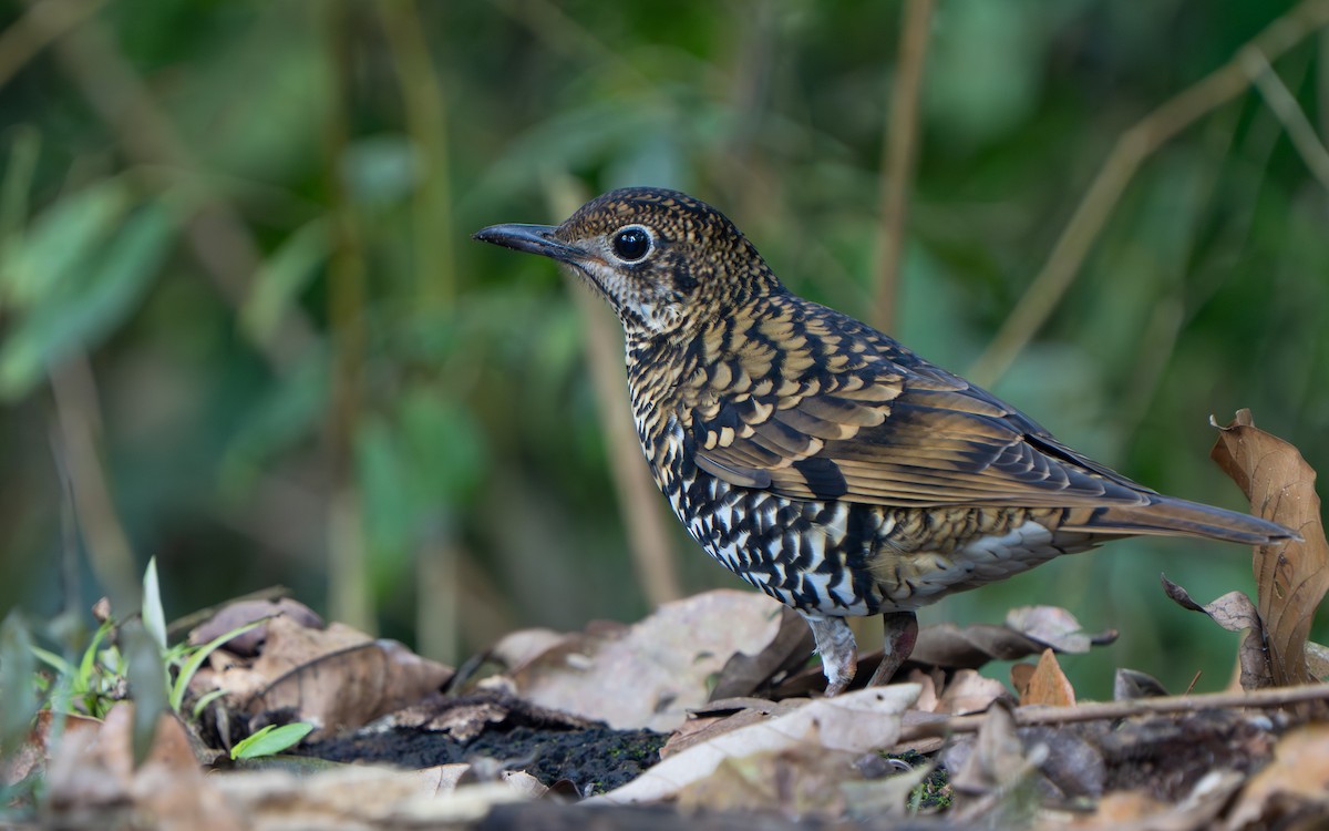 Scaly Thrush - ML641428778